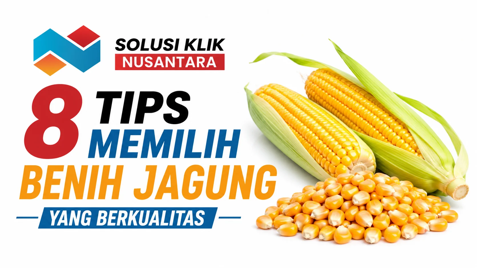 Cara memilih benih jagung berkualitas untuk mendapatkan pertumbuhan tanaman yang sehat dan hasil panen optimal.