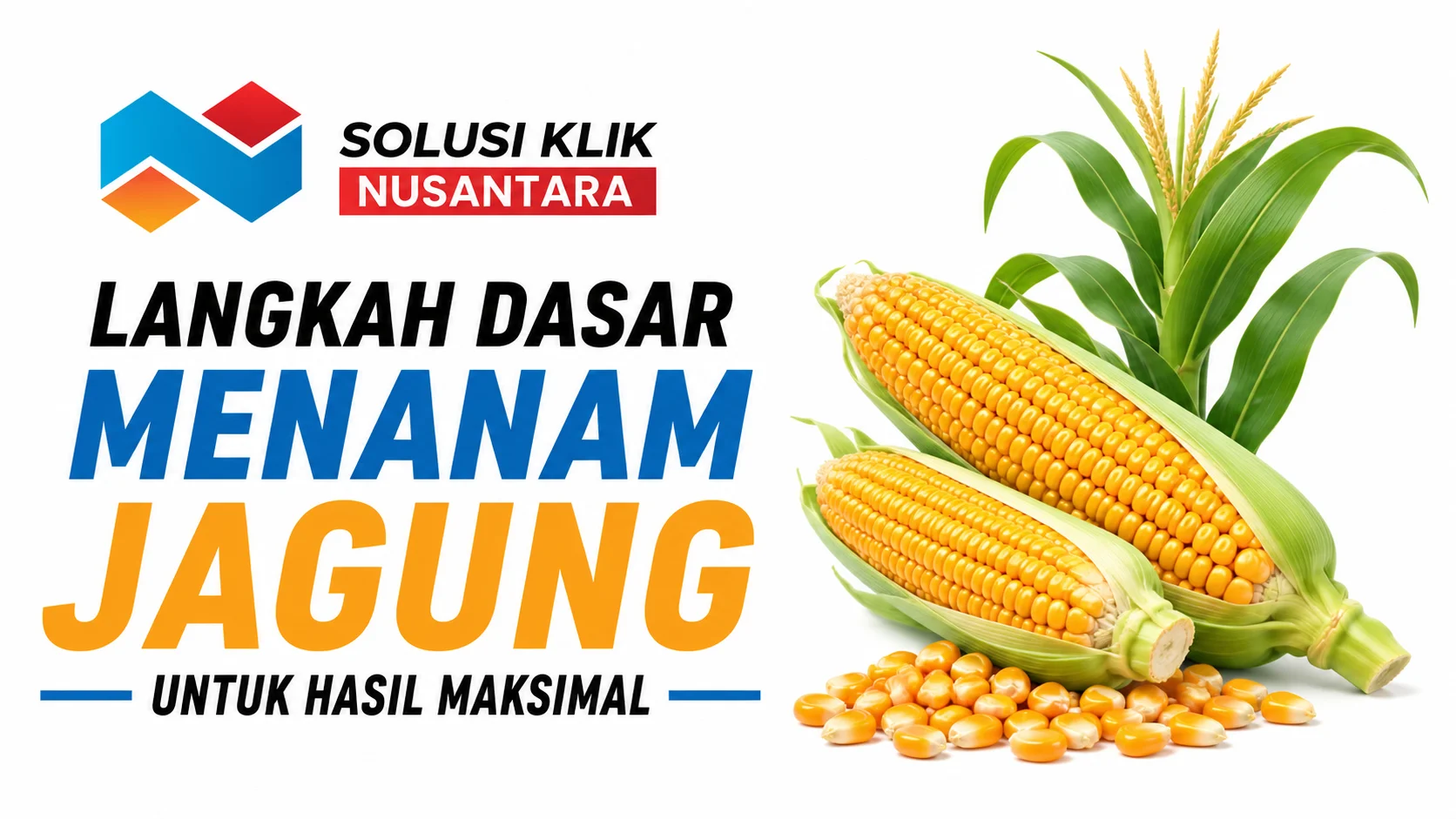 Cara menanam benih jagung dengan langkah yang tepat untuk mendukung pertumbuhan tanaman sehat dan hasil panen yang maksimal.