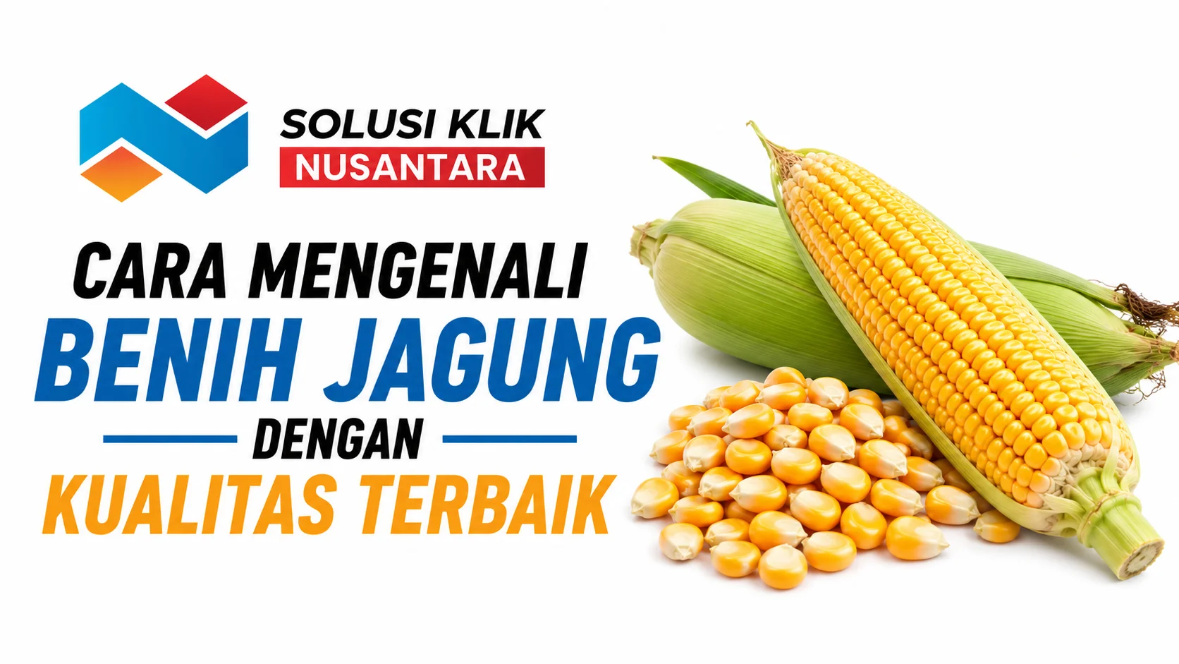 Ilustrasi ciri benih jagung berkualitas terbaik untuk budidaya dengan logo Solusi Klik Nusantara