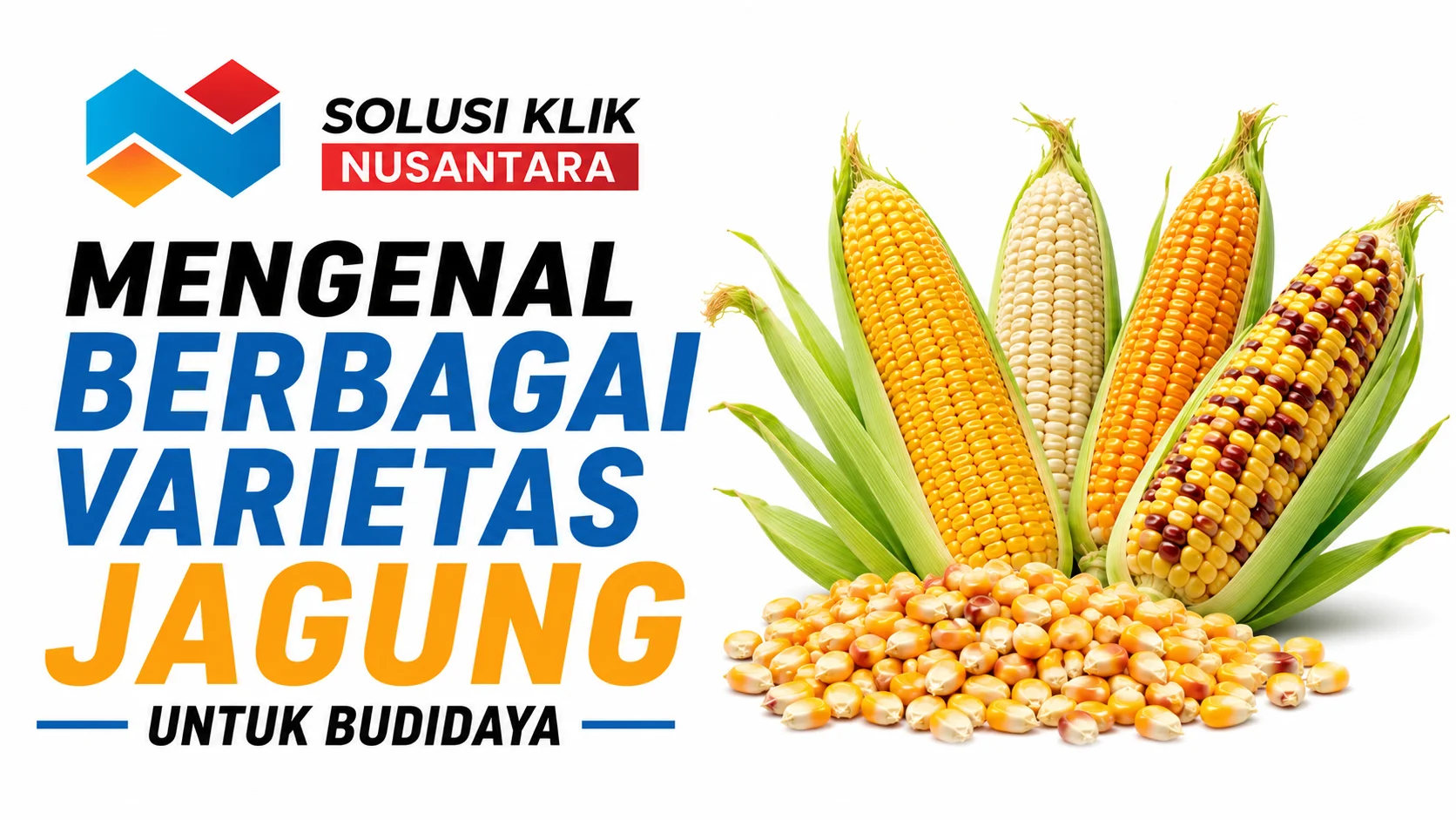 Ilustrasi berbagai varietas jagung untuk budidaya sebagai panduan memilih varietas jagung yang sesuai dengan kebutuhan pertanian.
